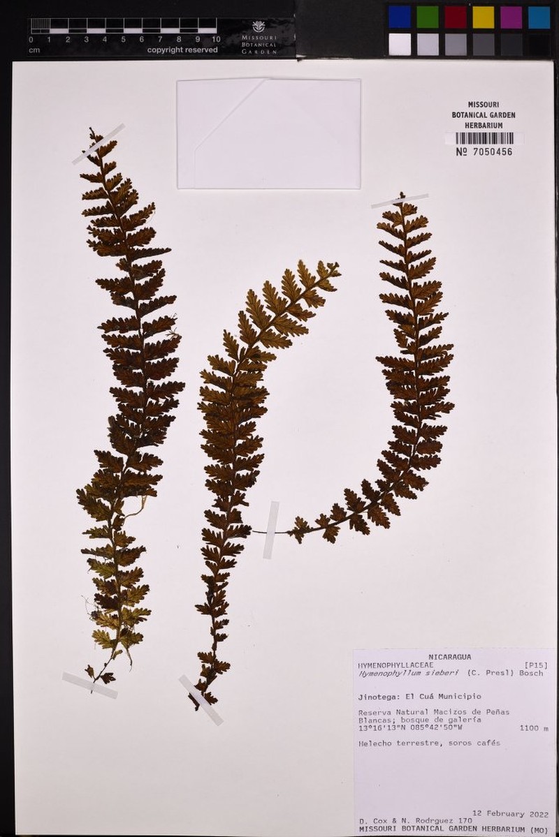 Sieber's Filmy Fern