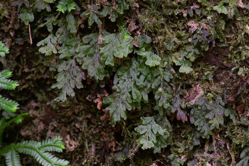 Hymenophyllum simonsianum
