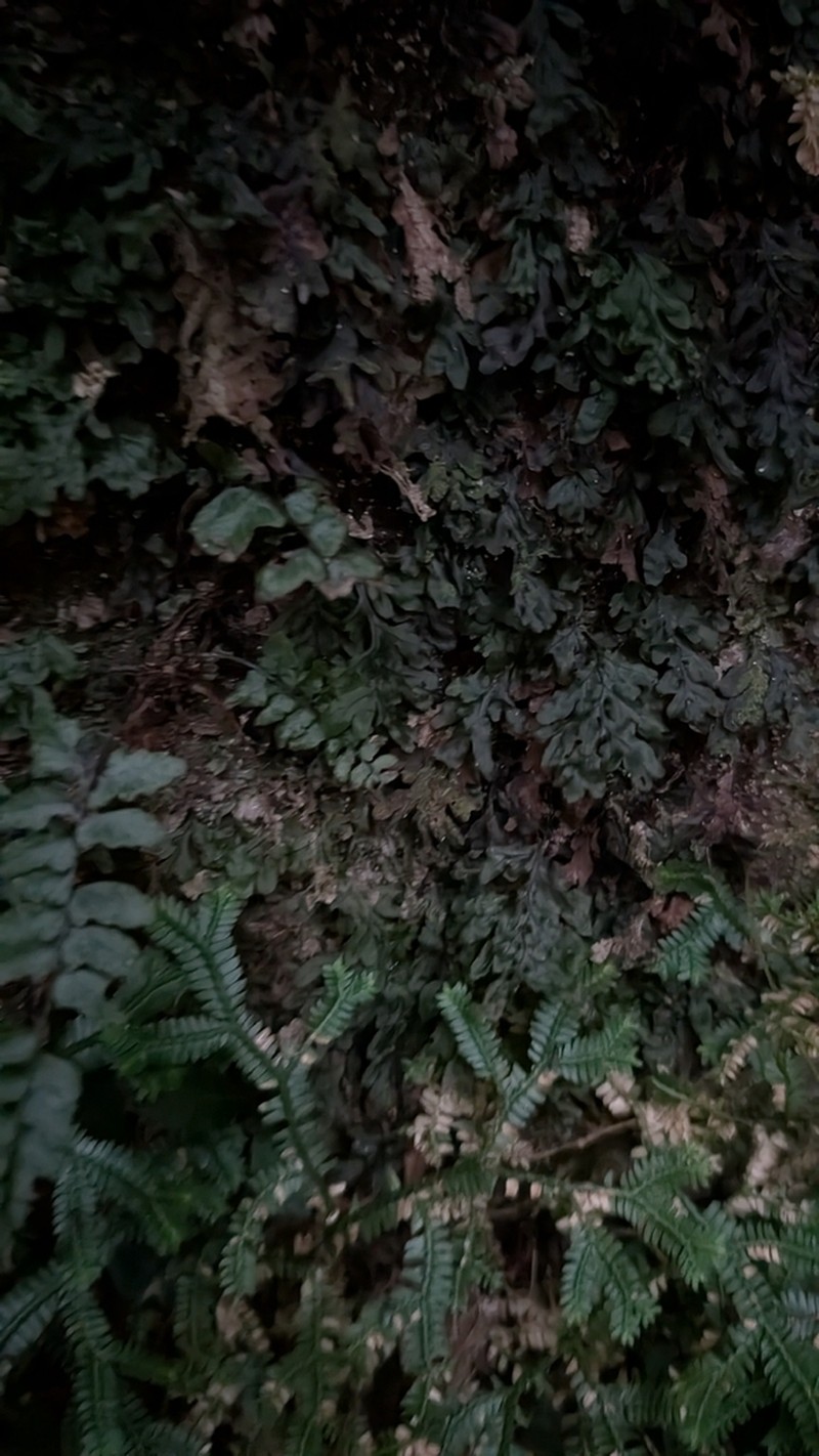Hymenophyllum simonsianum photo 2