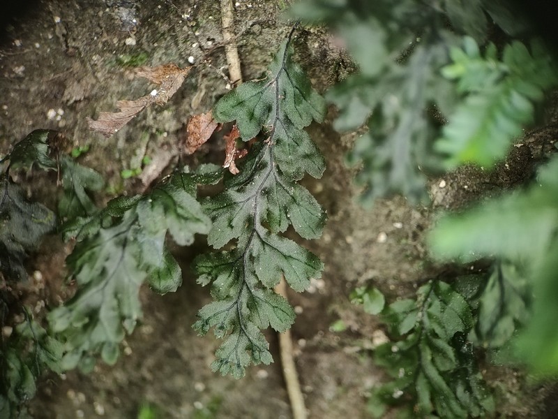Hymenophyllum simonsianum photo 3