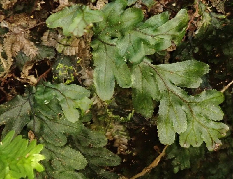 Hymenophyllum simonsianum photo 4