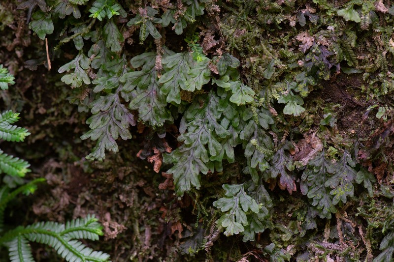 Hymenophyllum simonsianum photo 5