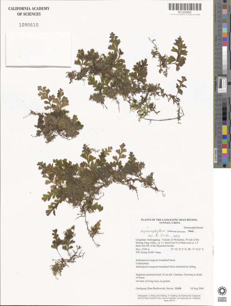 Hymenophyllum simonsianum photo 6