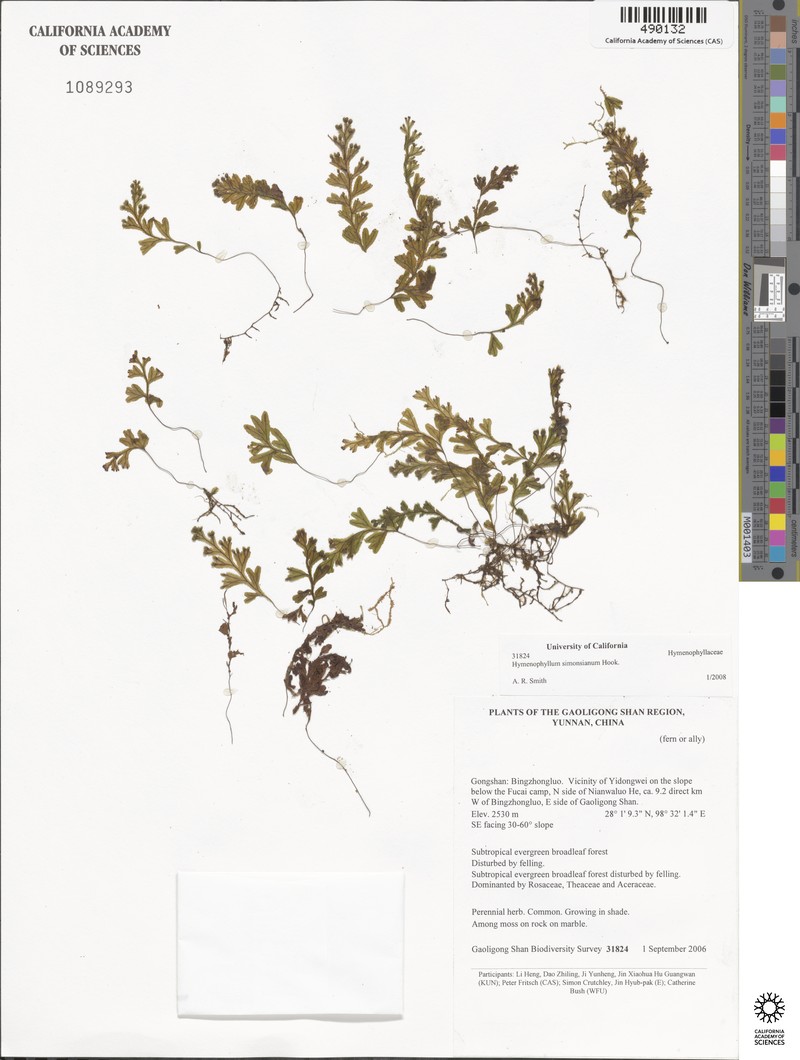 Hymenophyllum simonsianum photo 7