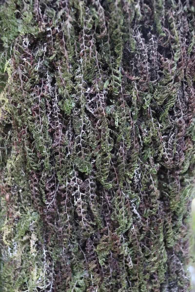 Hymenophyllum splendidum photo 2