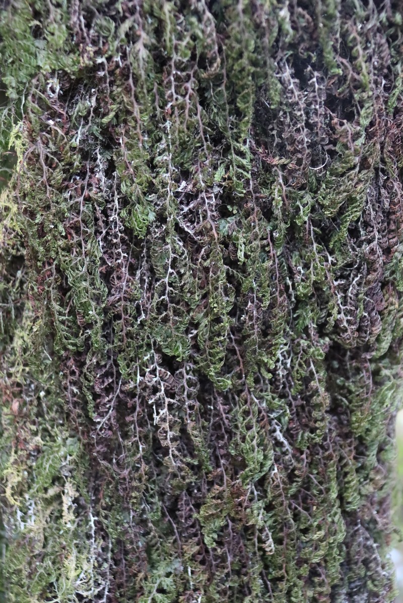 Hymenophyllum splendidum photo 3