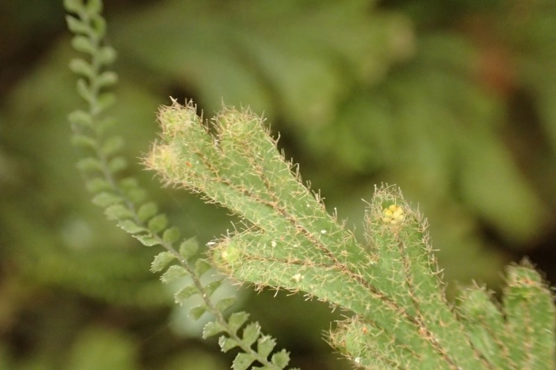 Hymenophyllum splendidum photo 4
