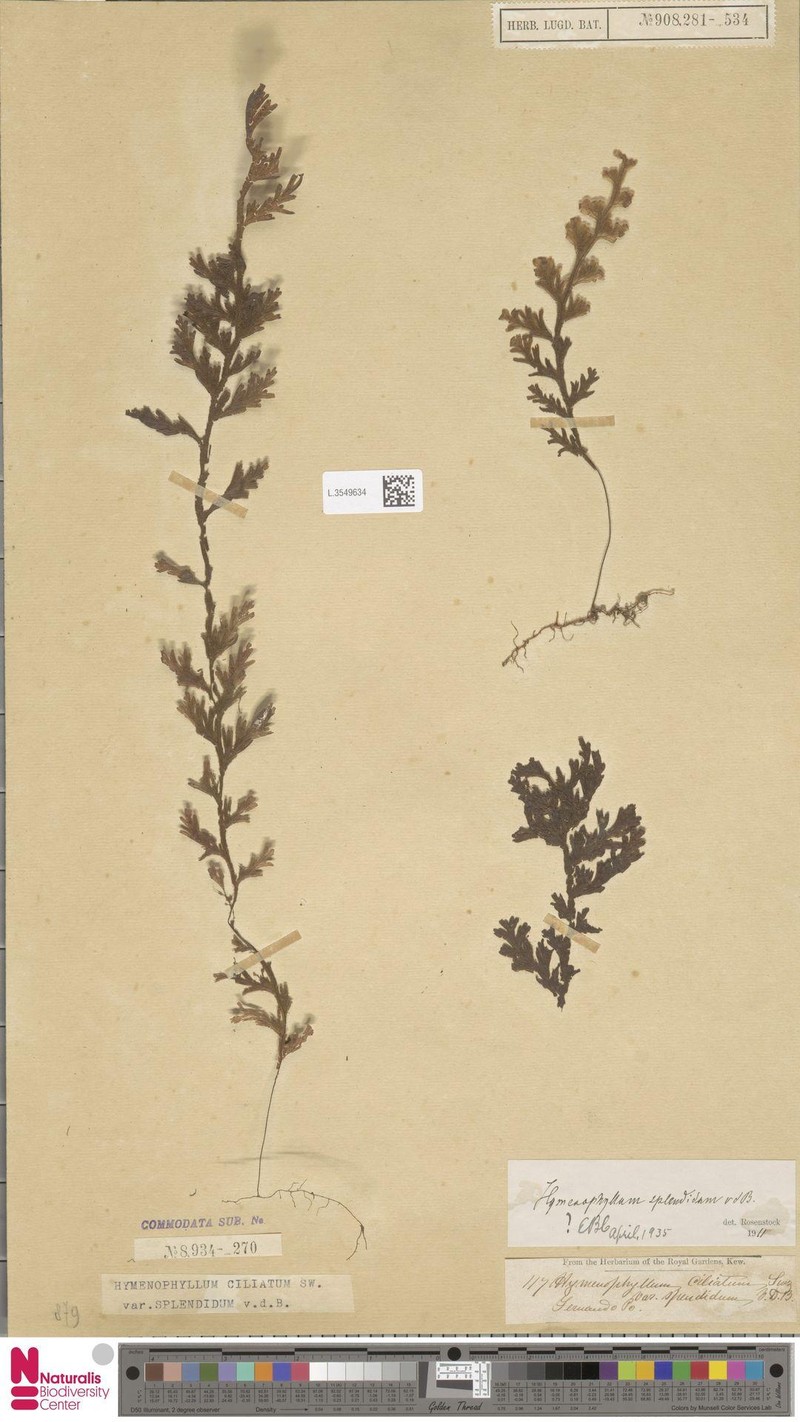 Hymenophyllum splendidum
