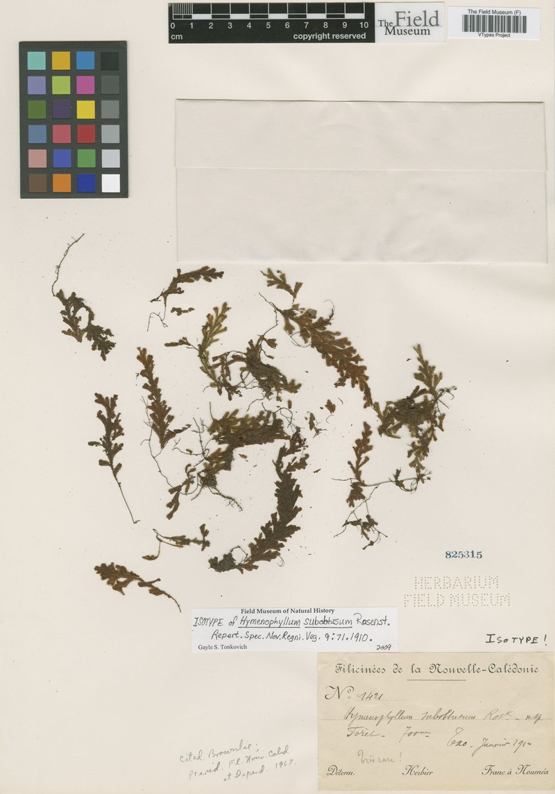 Hymenophyllum subobtusum photo 2