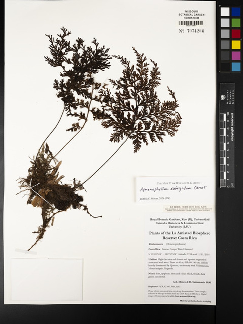 Hymenophyllum subrigidum