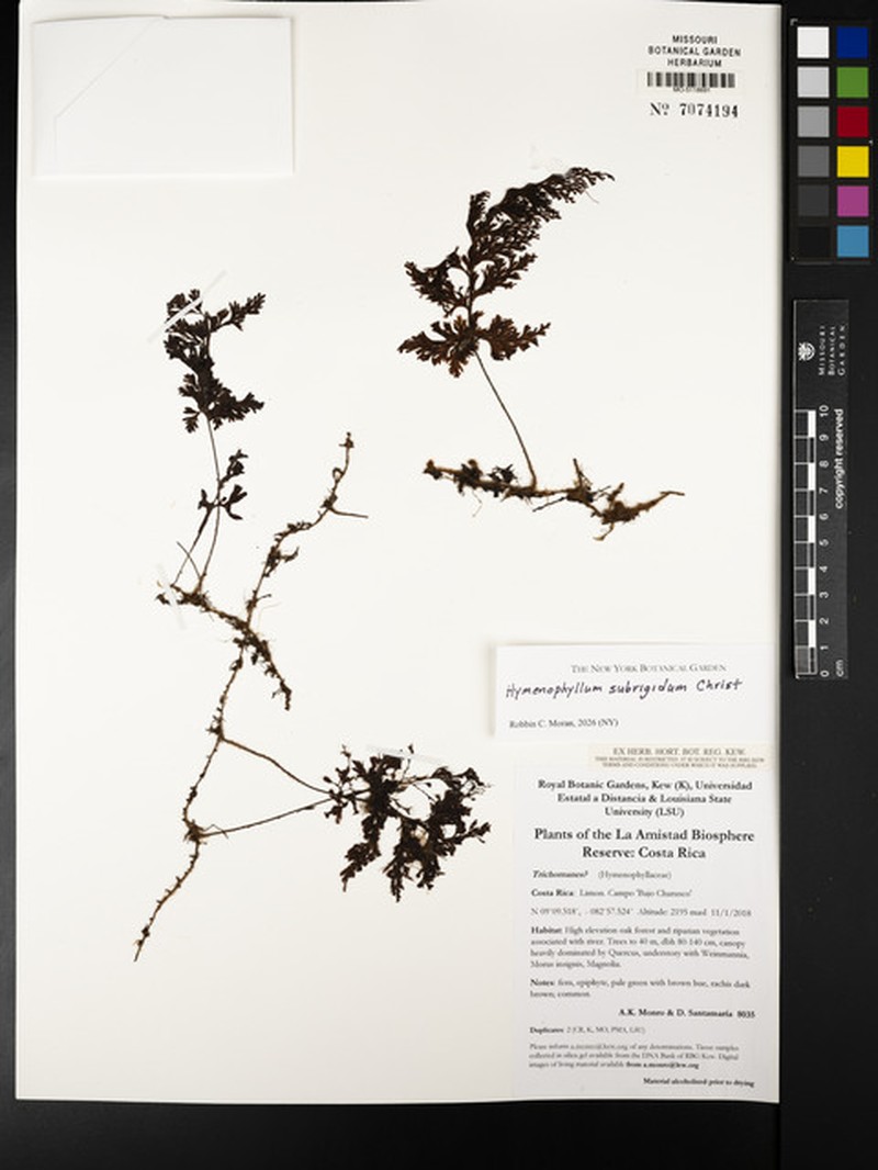 Hymenophyllum subrigidum photo 2