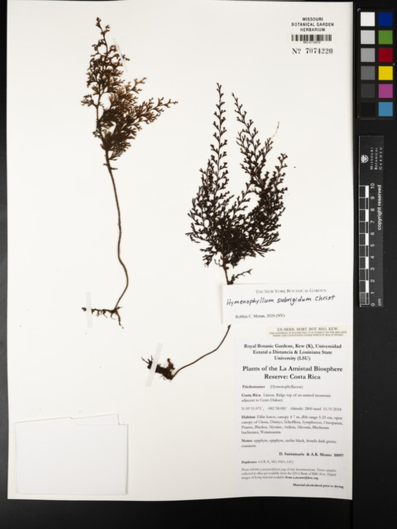 Hymenophyllum subrigidum photo 3