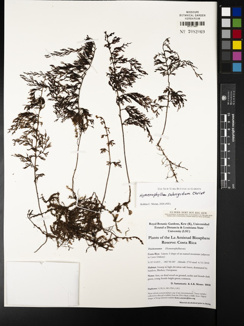 Hymenophyllum subrigidum photo 4