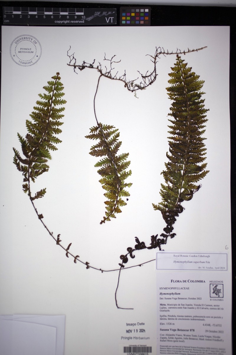 Hymenophyllum superbum