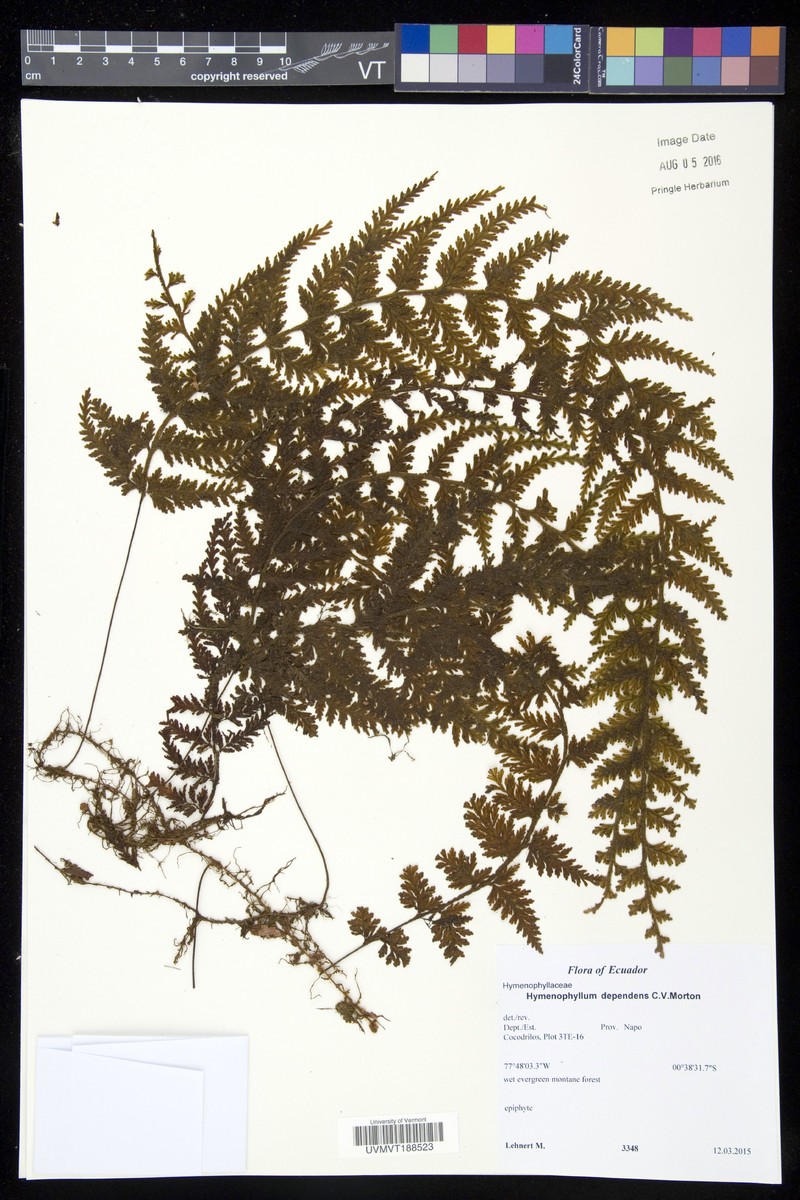 Hymenophyllum superbum photo 2