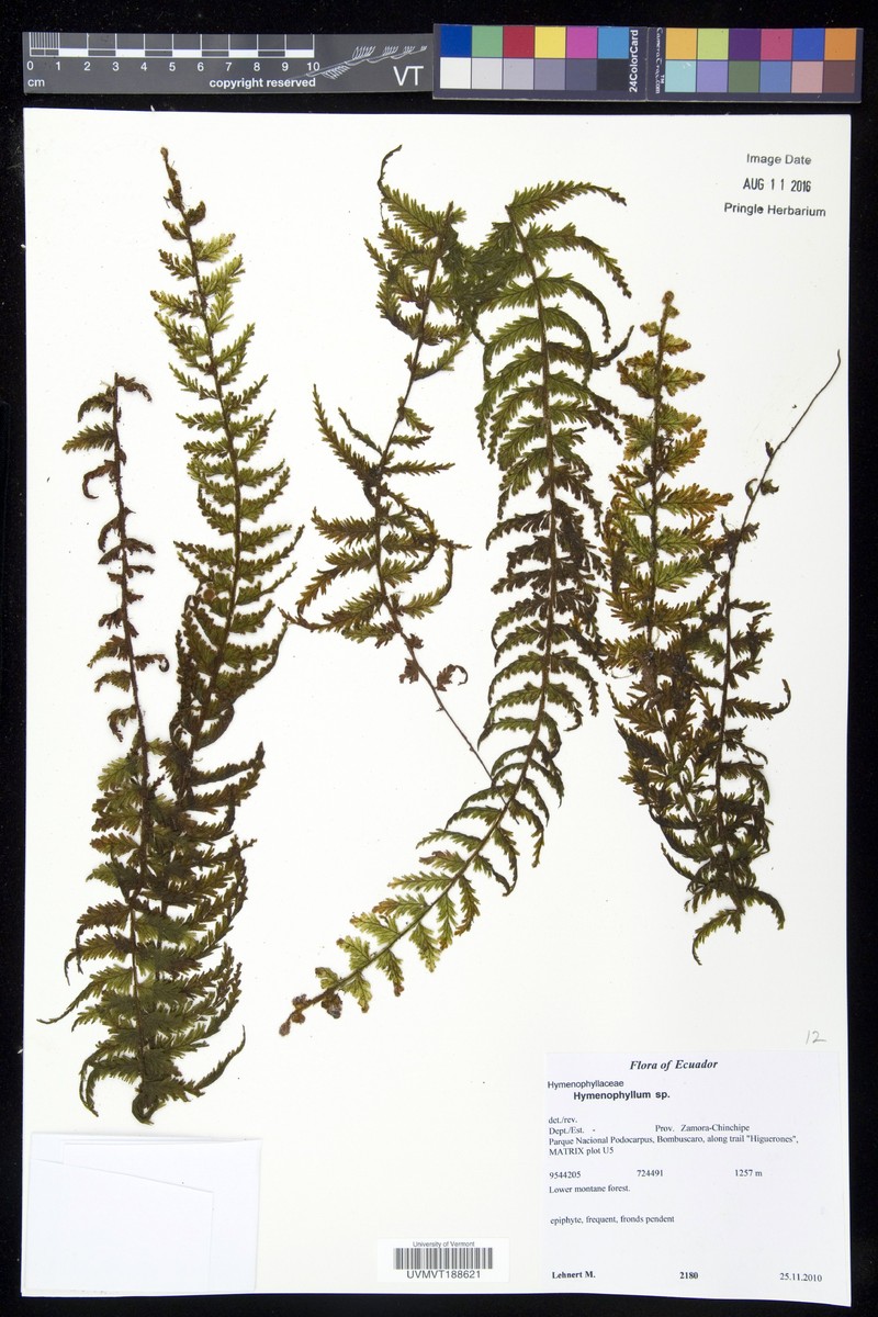Hymenophyllum superbum photo 3