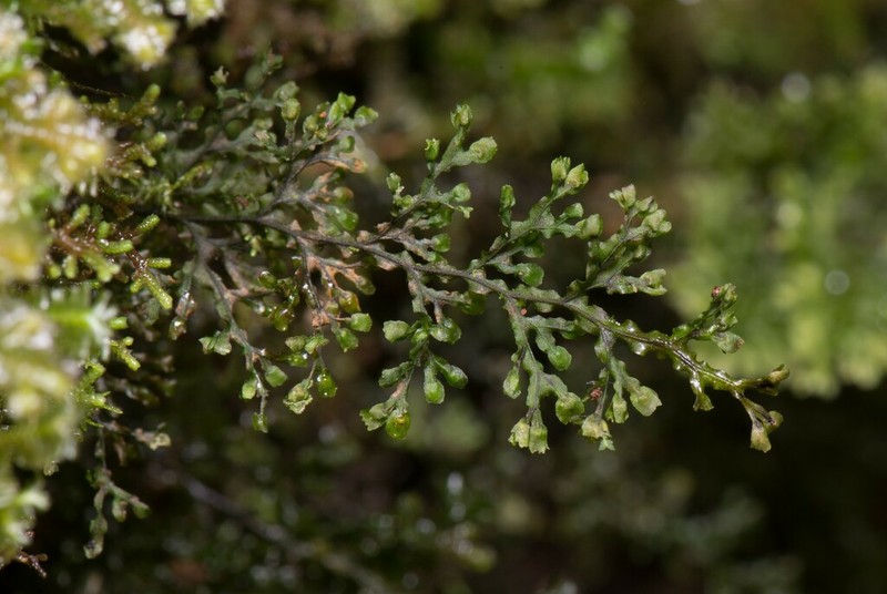 Hymenophyllum taiwanense