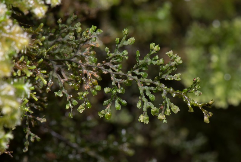 Hymenophyllum taiwanense photo 2