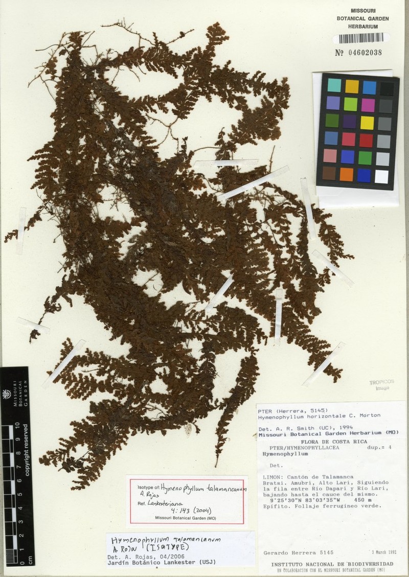 Hymenophyllum talamancanum