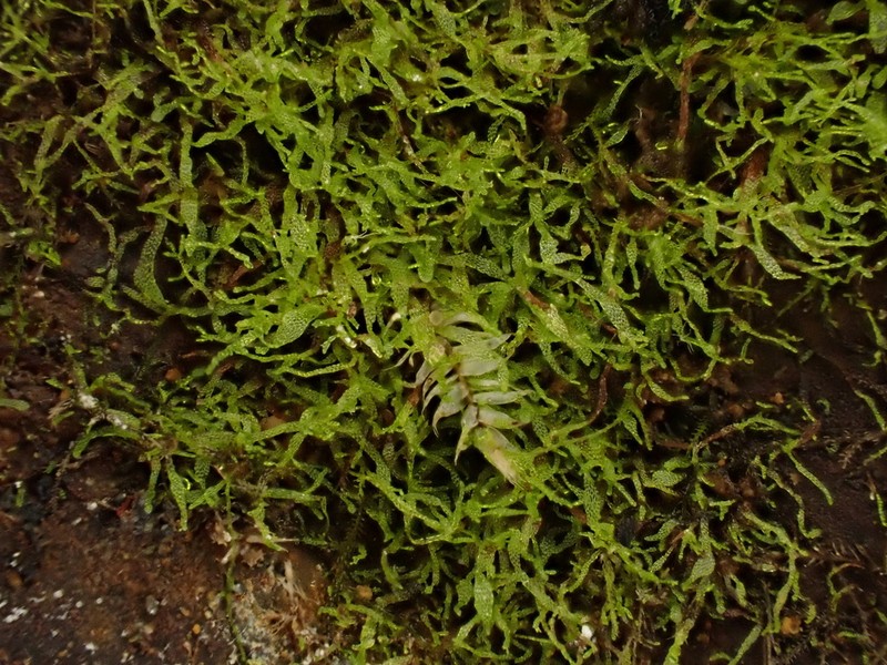 Taylor's Filmy Fern