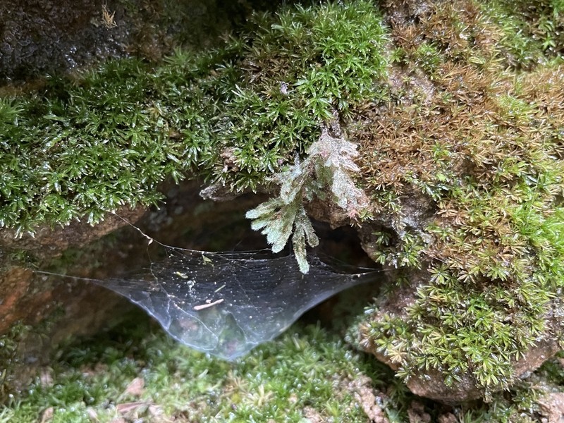 Taylor's Filmy Fern photo 2