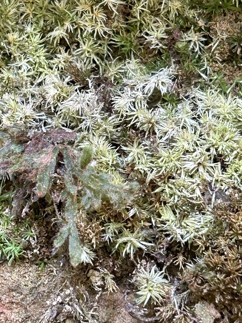 Taylor's Filmy Fern photo 3