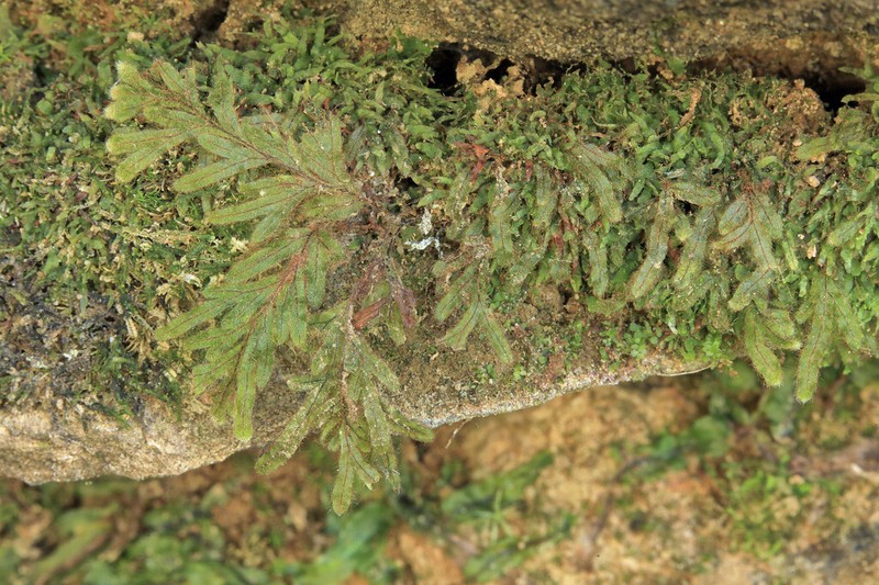 Taylor's Filmy Fern photo 5