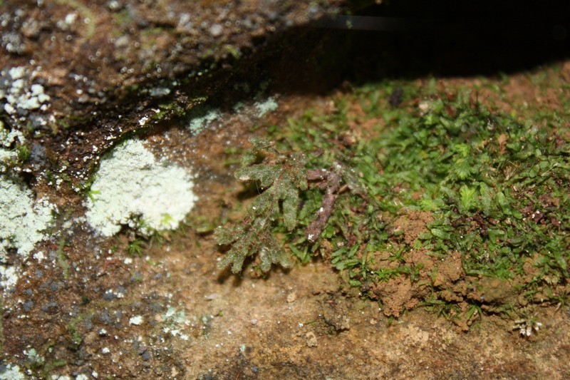 Taylor's Filmy Fern photo 6
