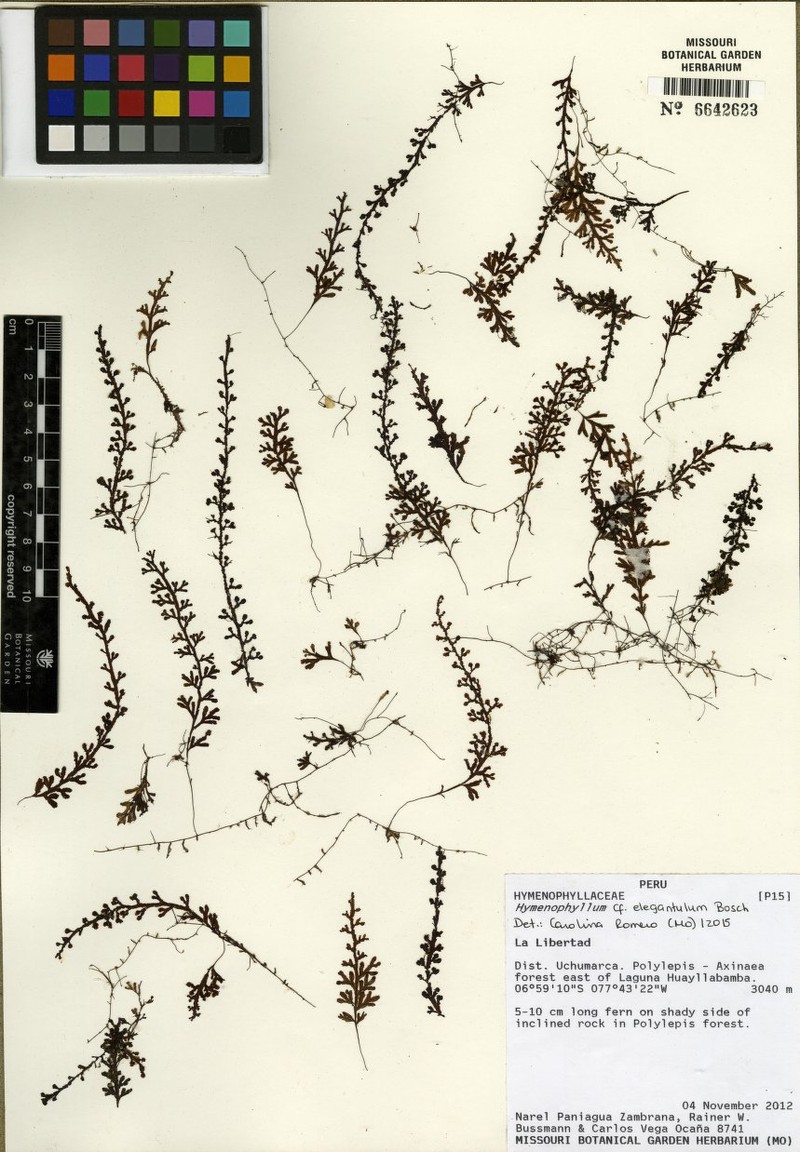 Elegant Filmy Fern photo 2