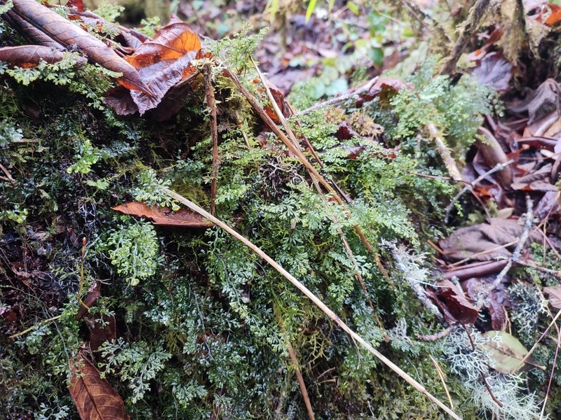 Hymenophyllum tenellum