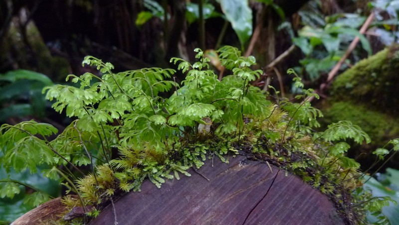 Hymenophyllum tenellum photo 2
