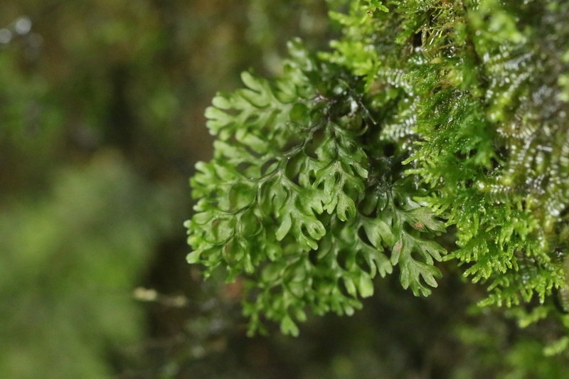 Hymenophyllum tenellum photo 3