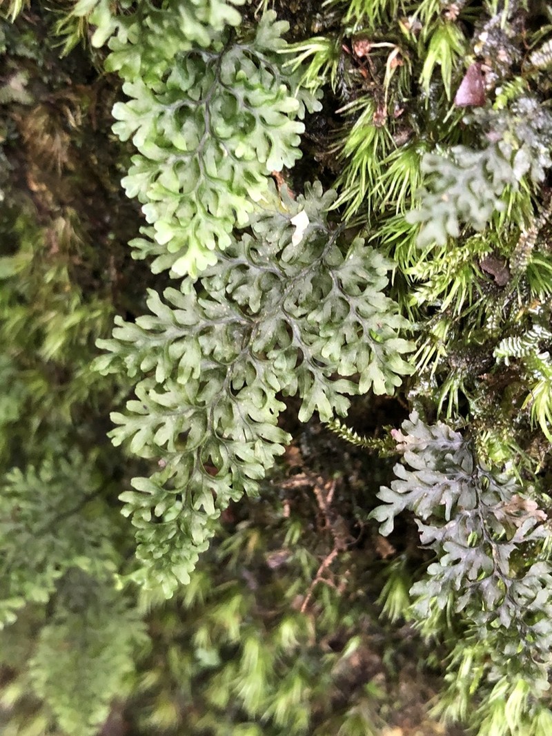 Hymenophyllum tenellum photo 4