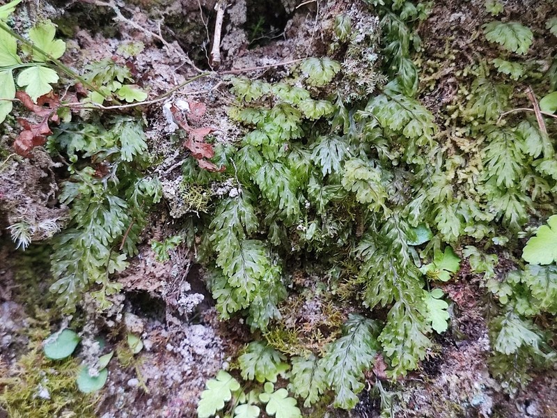 Hymenophyllum tenellum photo 5