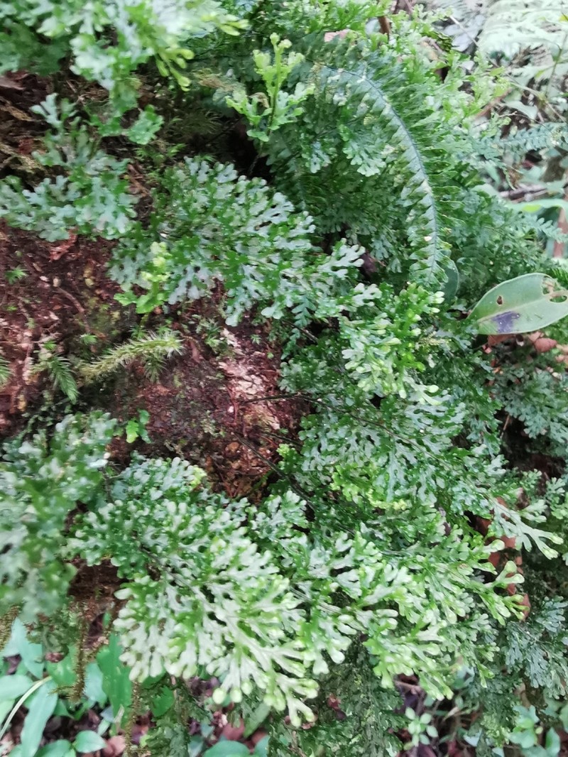 Hymenophyllum tenellum photo 6