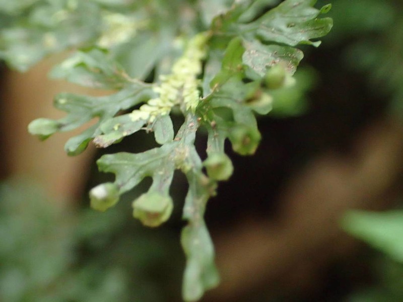 Hymenophyllum tenellum photo 7