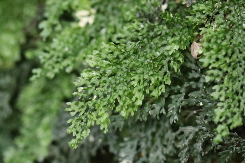 Hymenophyllum tenellum photo 8