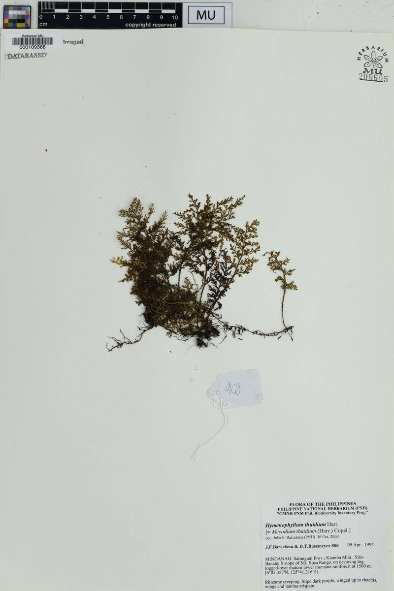 Hymenophyllum thuidium