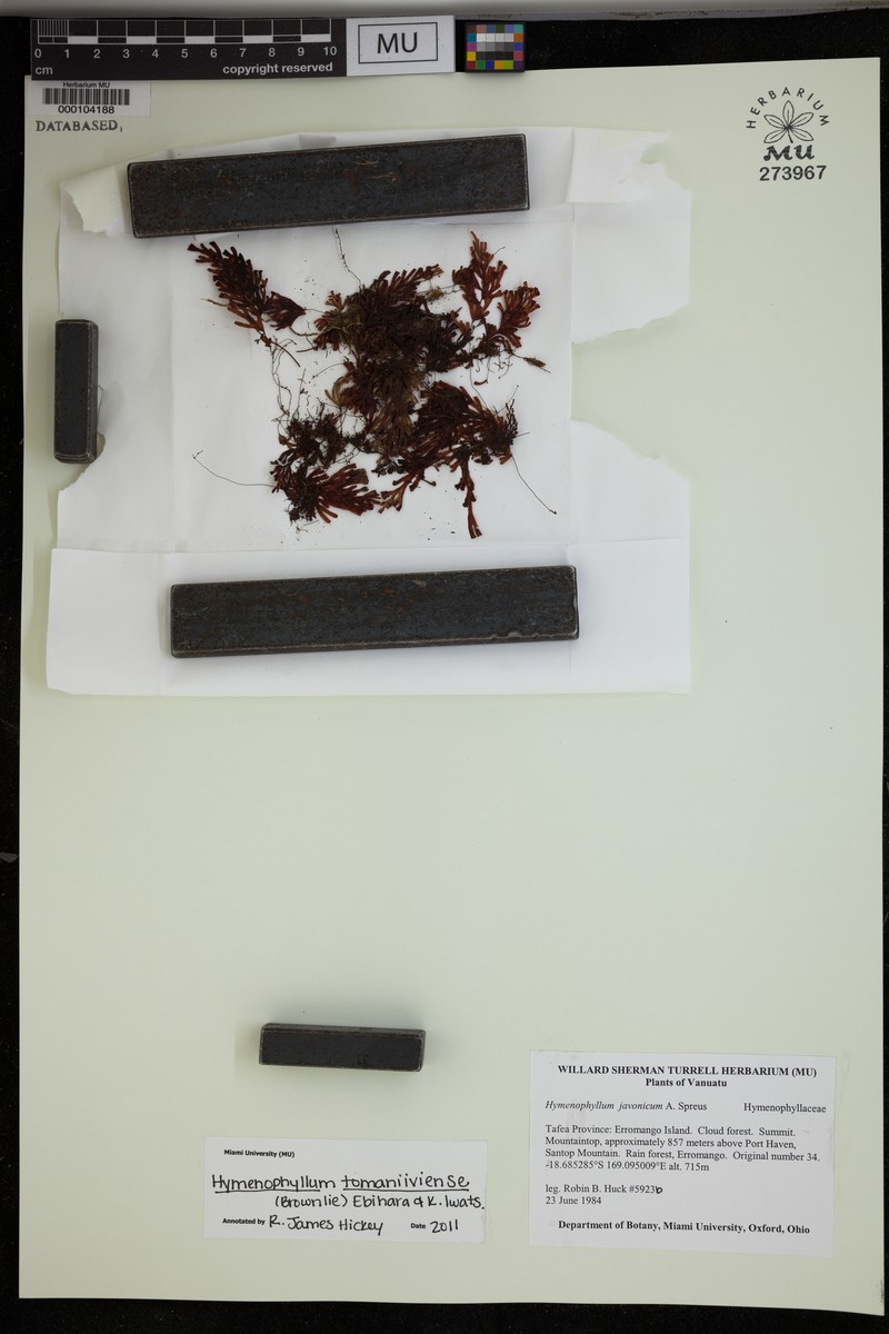 Hymenophyllum tomaniiviense