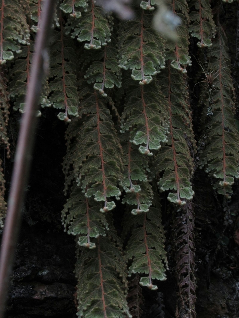 Hymenophyllum tomentosum