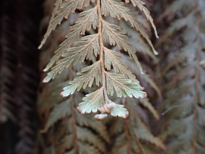 Hymenophyllum tomentosum photo 2