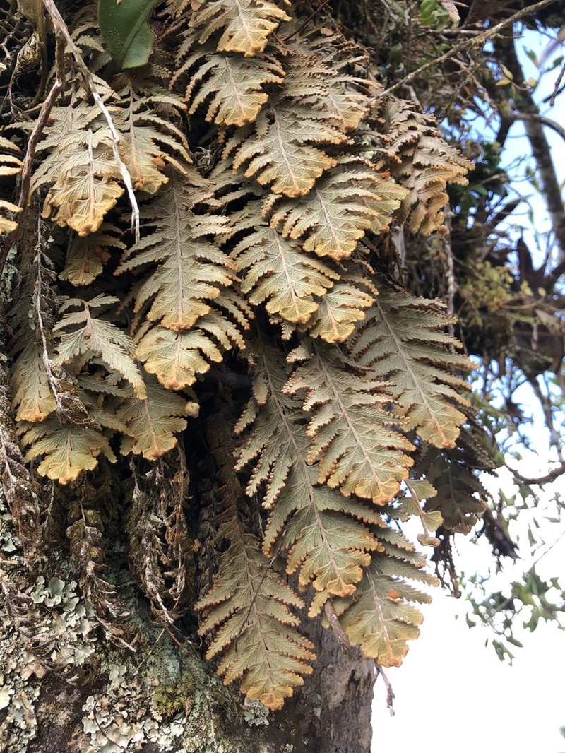 Hymenophyllum tomentosum photo 3
