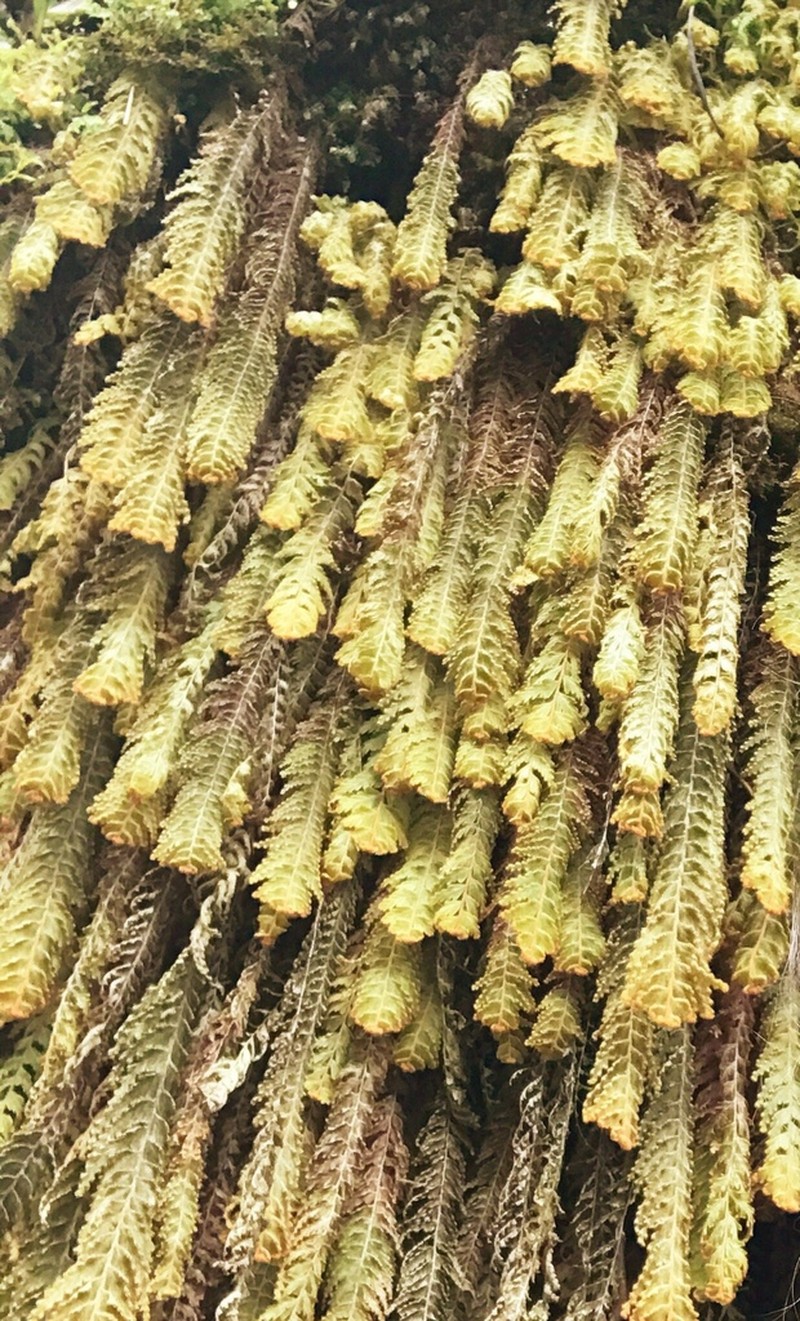 Hymenophyllum tomentosum photo 4
