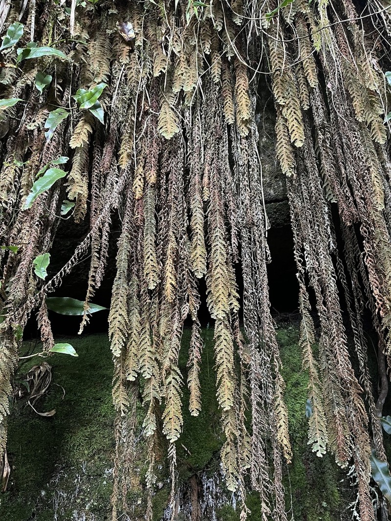 Hymenophyllum tomentosum photo 5