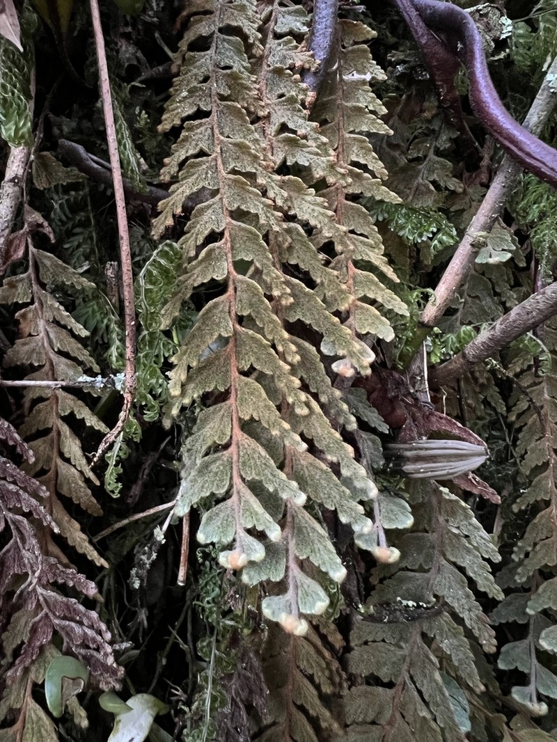 Hymenophyllum tomentosum photo 6