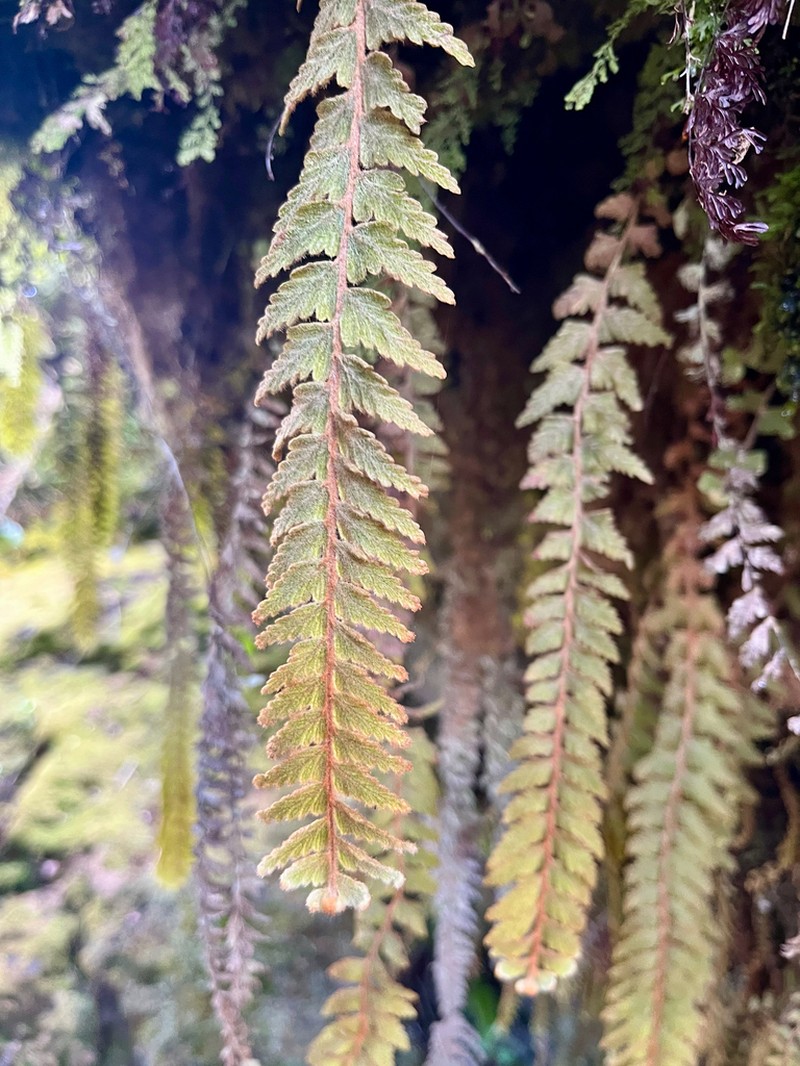 Hymenophyllum tomentosum photo 8