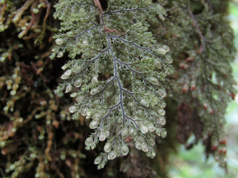 Hymenophyllum tortuosum
