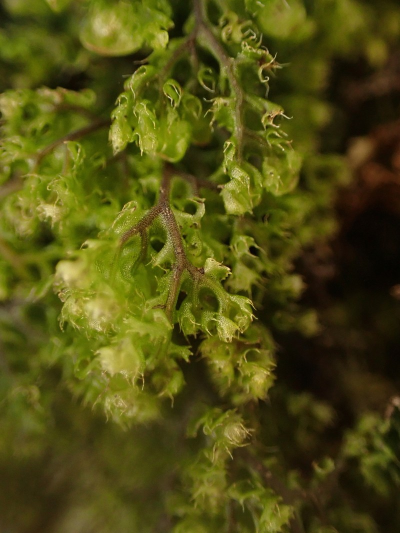 Hymenophyllum tortuosum photo 2
