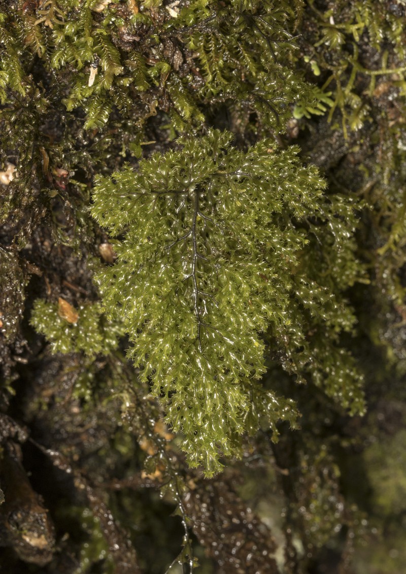 Hymenophyllum tortuosum photo 3