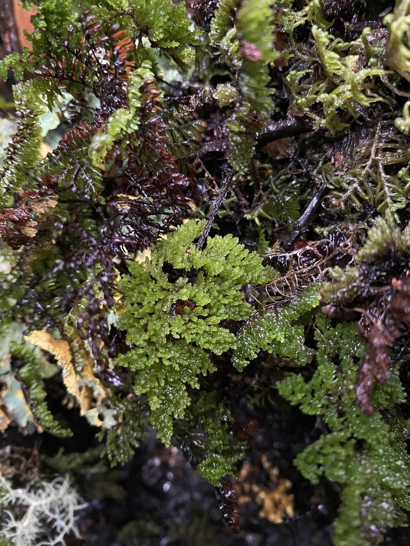 Hymenophyllum tortuosum photo 4